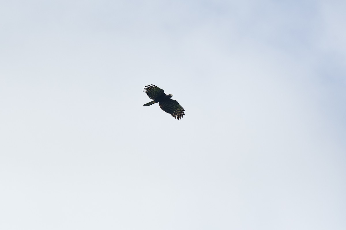 Чёрный хохлатый орёл - ML620105014