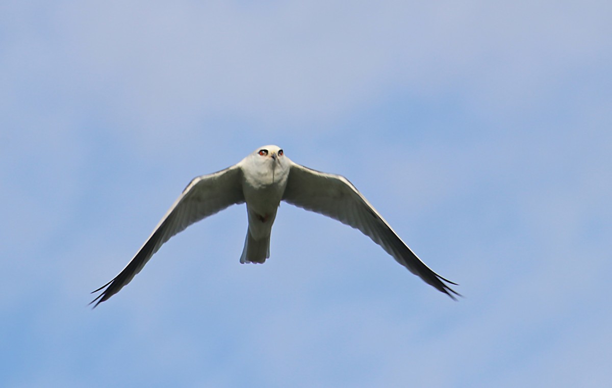 White-tailed Kite - ML620105015