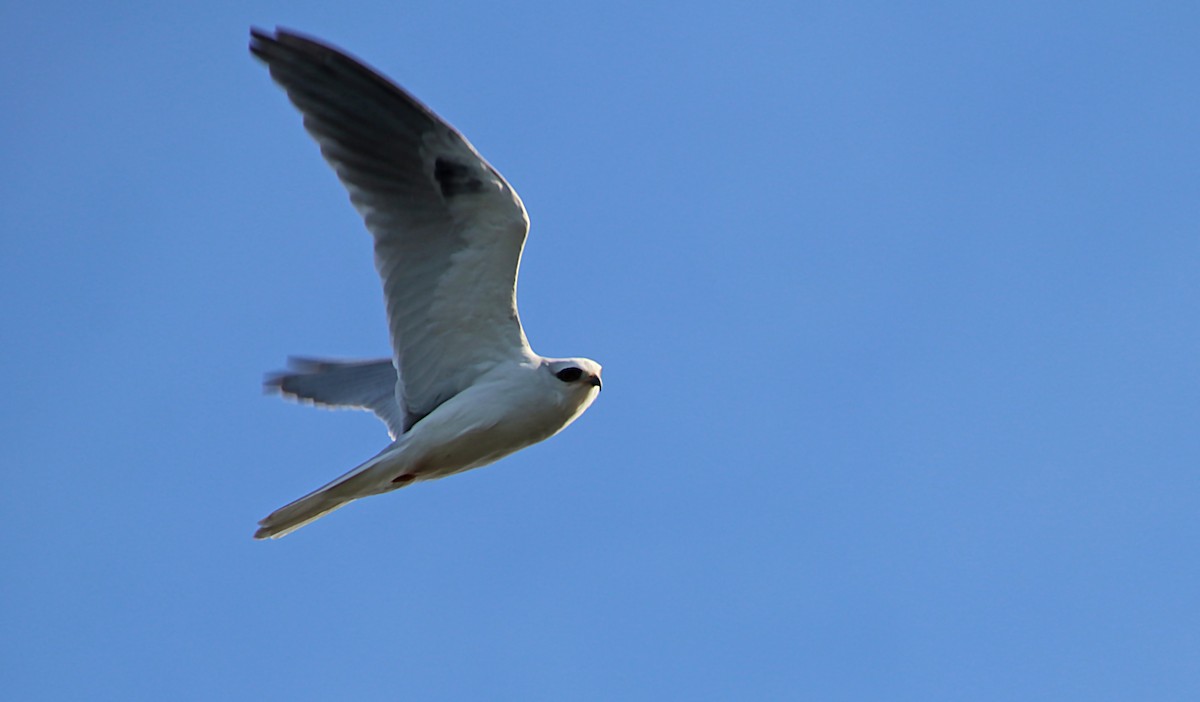 White-tailed Kite - ML620105019
