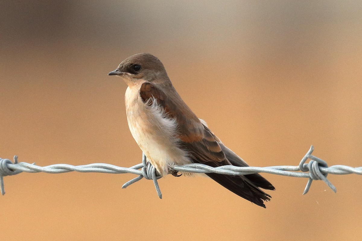 Northern Rough-winged Swallow - ML620105020