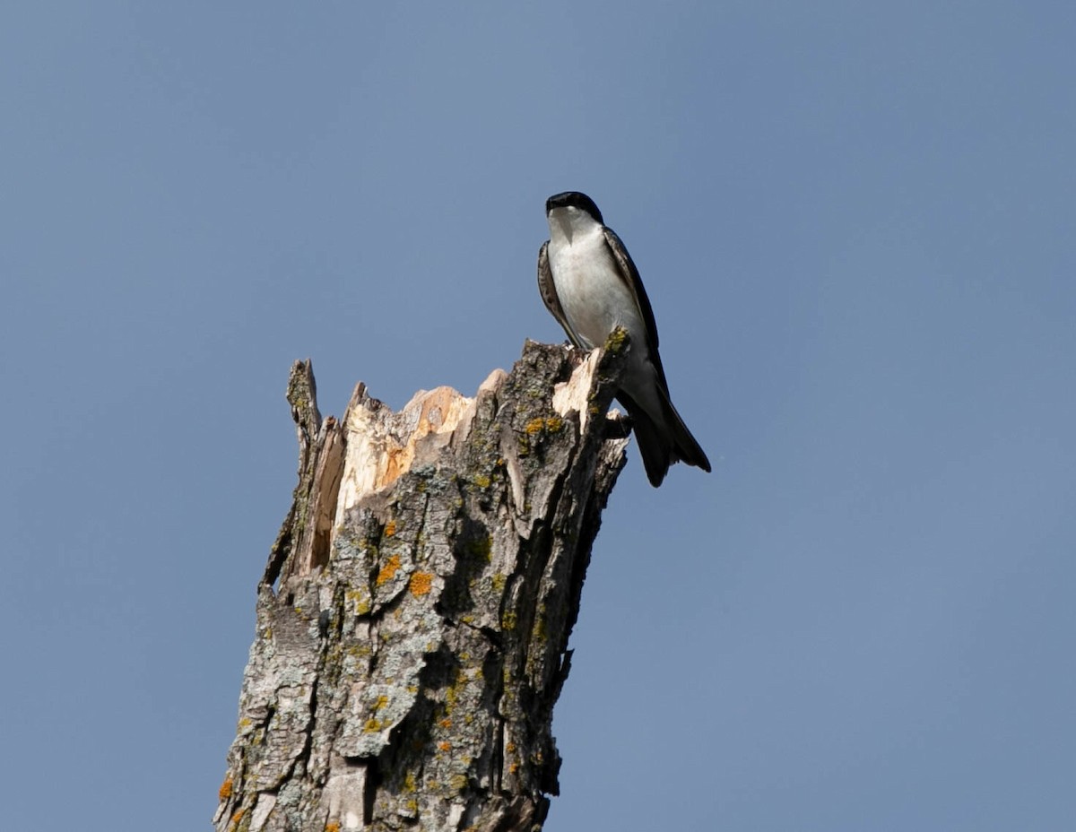 Tree Swallow - ML620105028