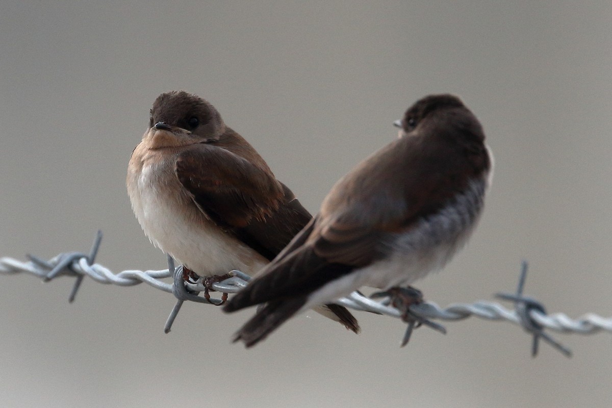 Northern Rough-winged Swallow - ML620105032