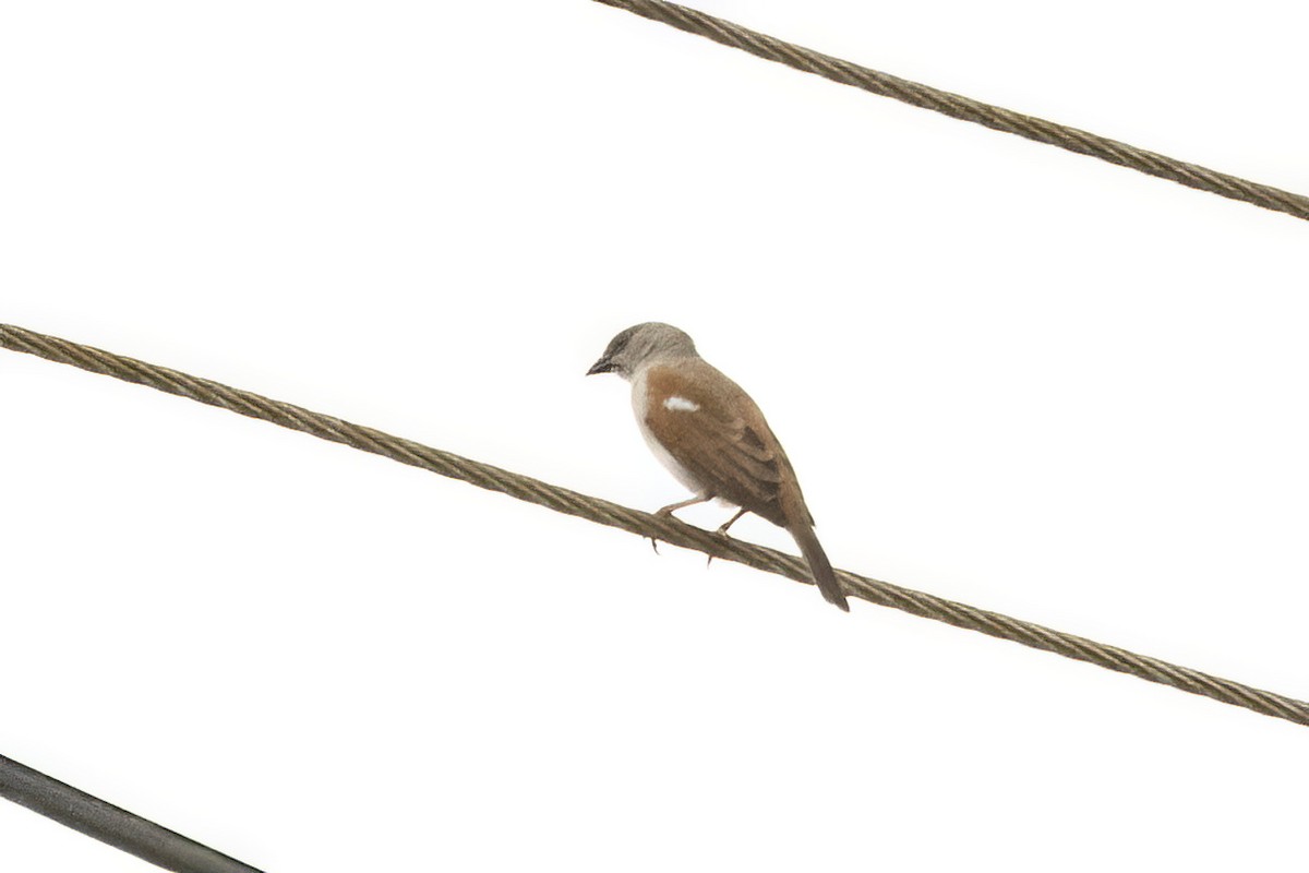 Northern Gray-headed Sparrow - ML620105034