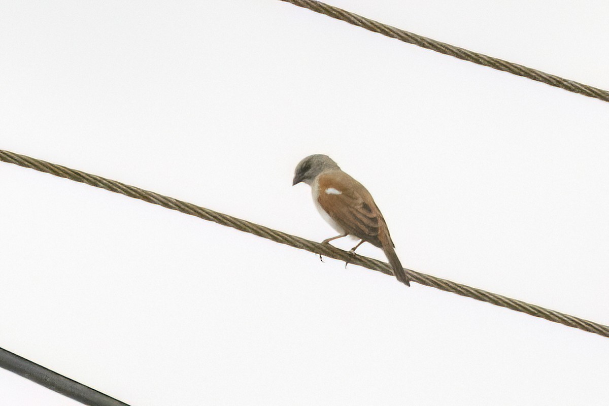 Northern Gray-headed Sparrow - ML620105037