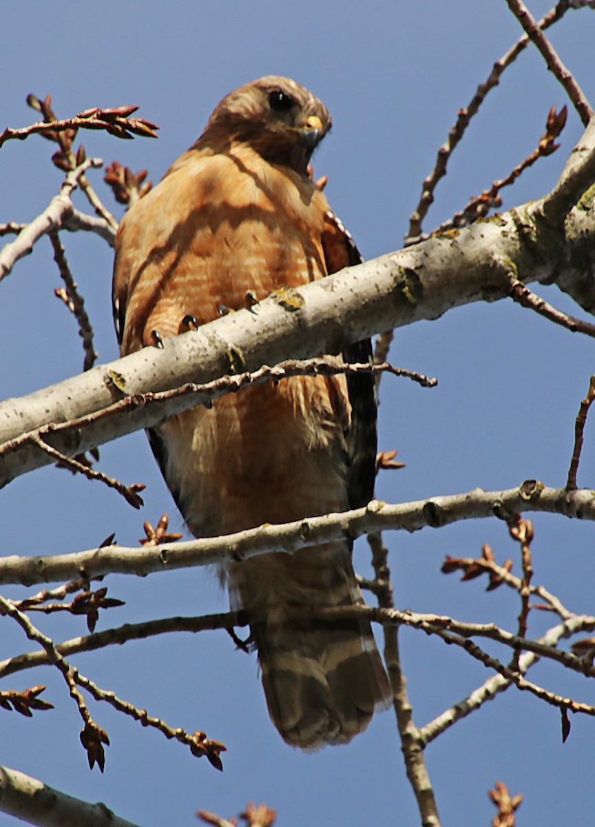 Red-shouldered Hawk - ML620105041