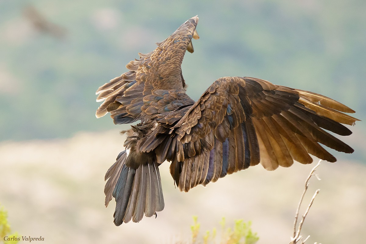 Turkey Vulture - ML620105046