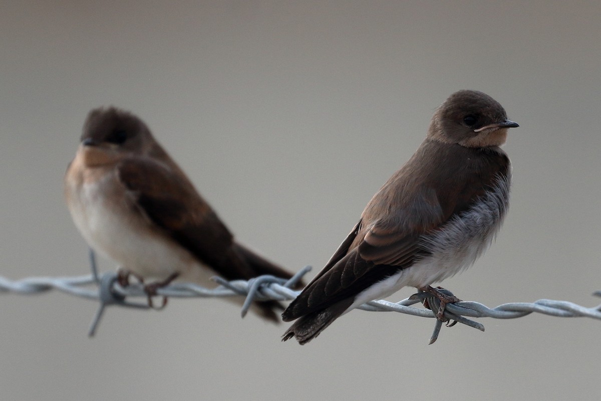 Northern Rough-winged Swallow - ML620105076