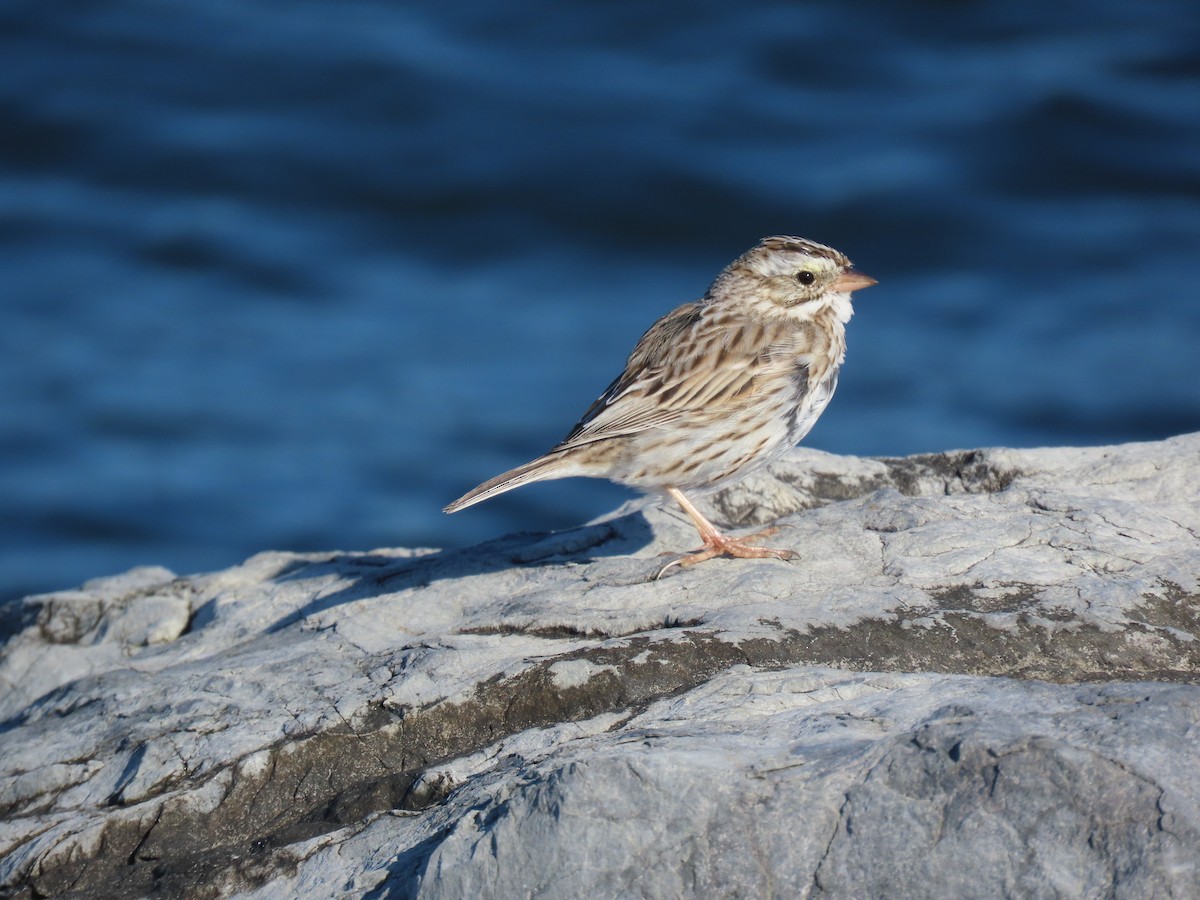 Savannah Sparrow (Ipswich) - ML620105084