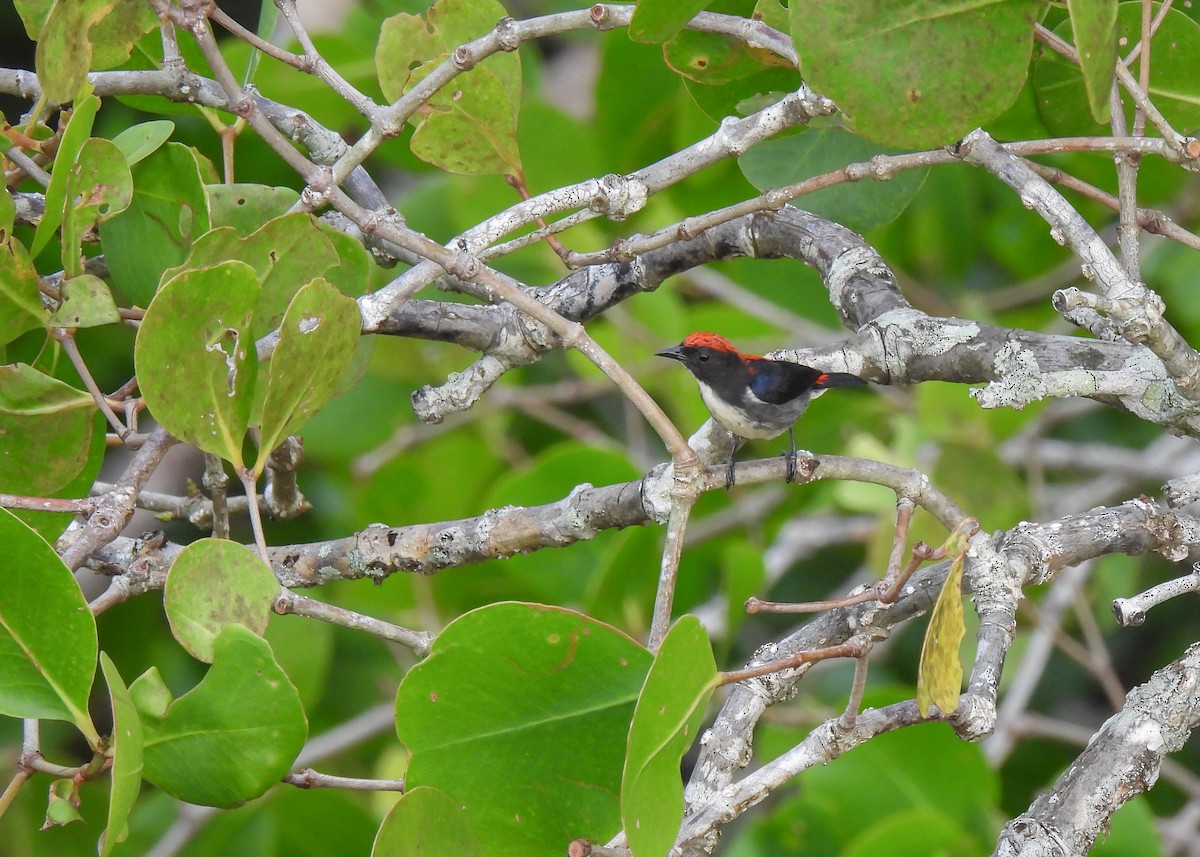 Scarlet-backed Flowerpecker - ML620105091