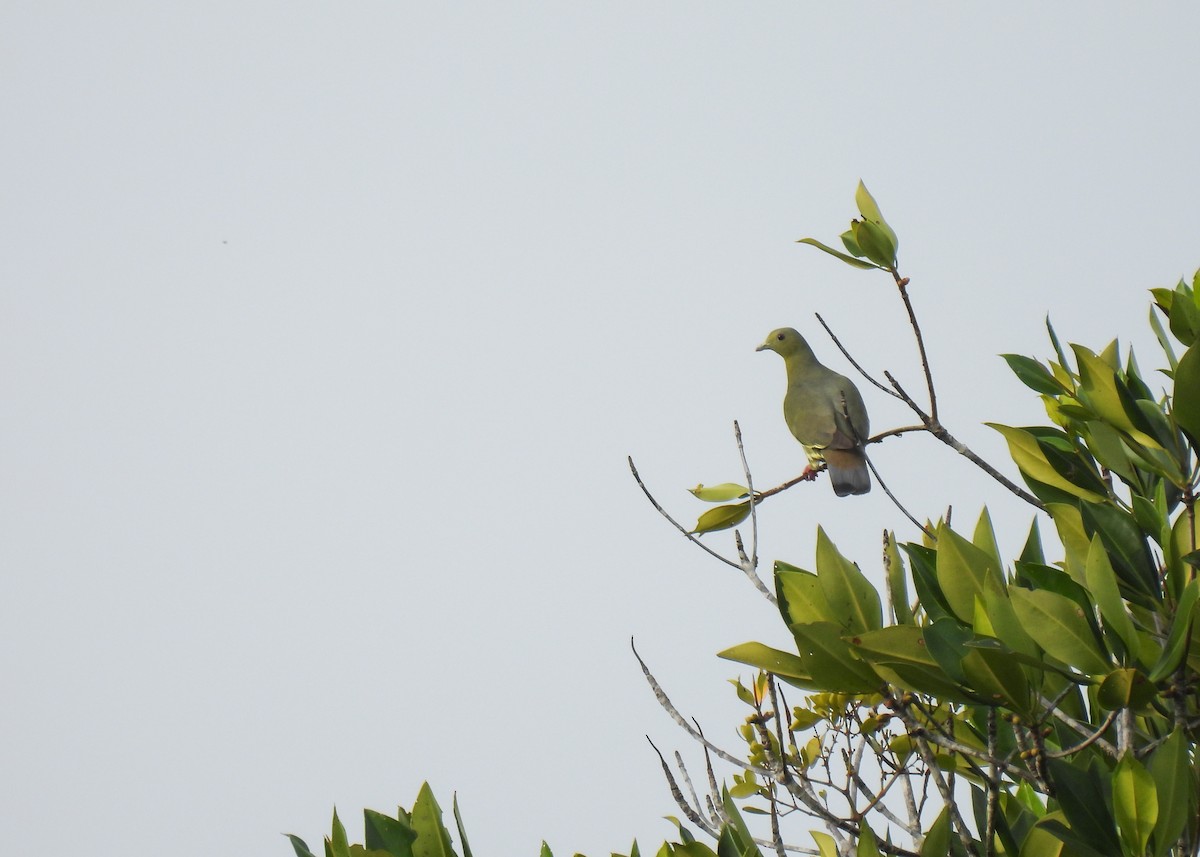 holub papouščí - ML620105097