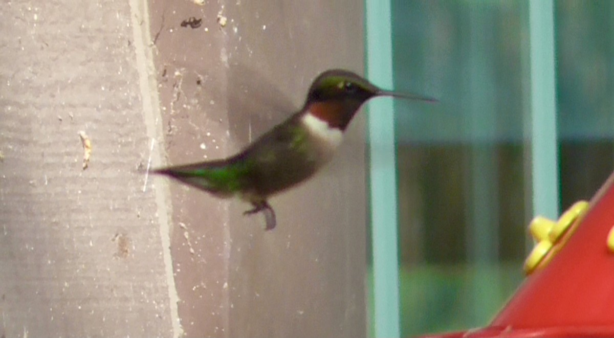 Ruby-throated Hummingbird - ML620105108