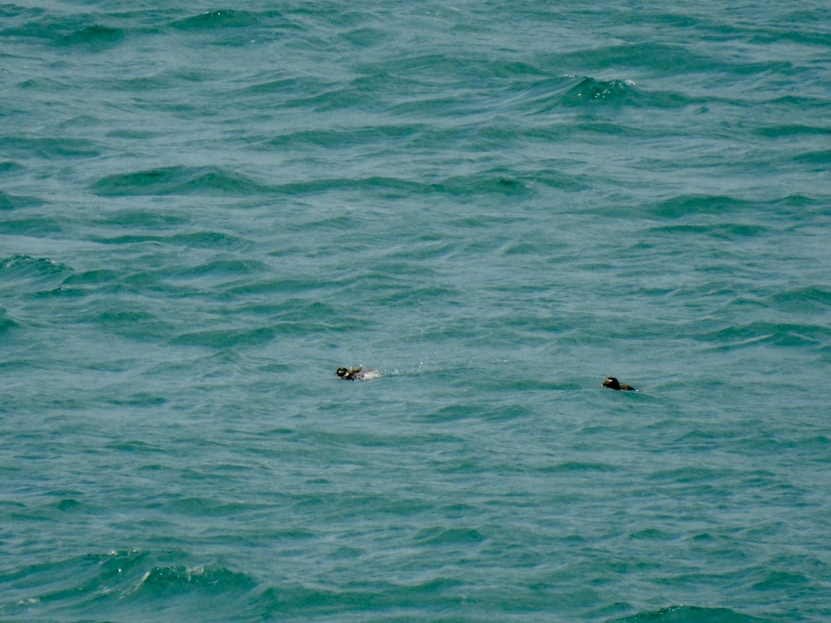 Long-tailed Duck - ML620105114