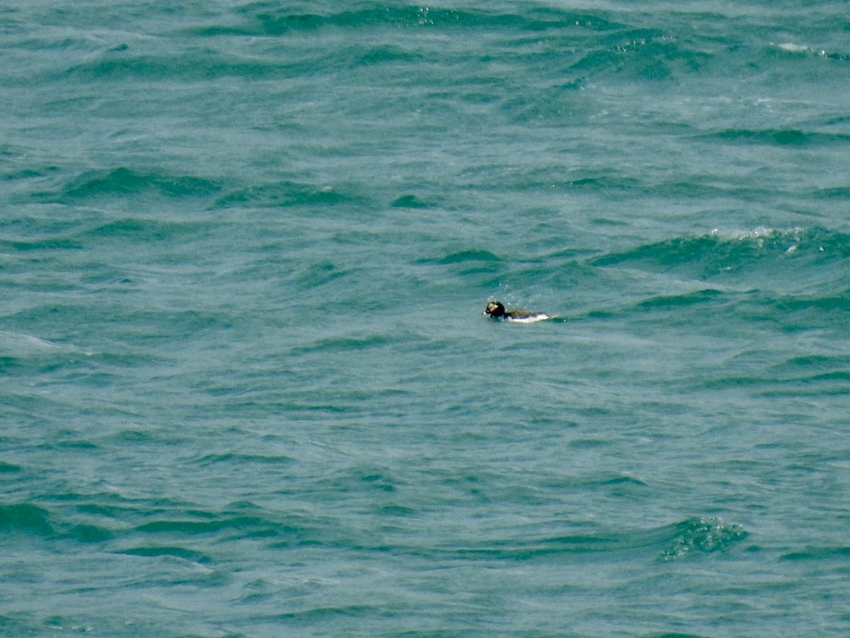 Long-tailed Duck - ML620105115