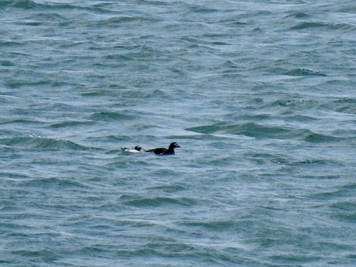 Long-tailed Duck - ML620105119