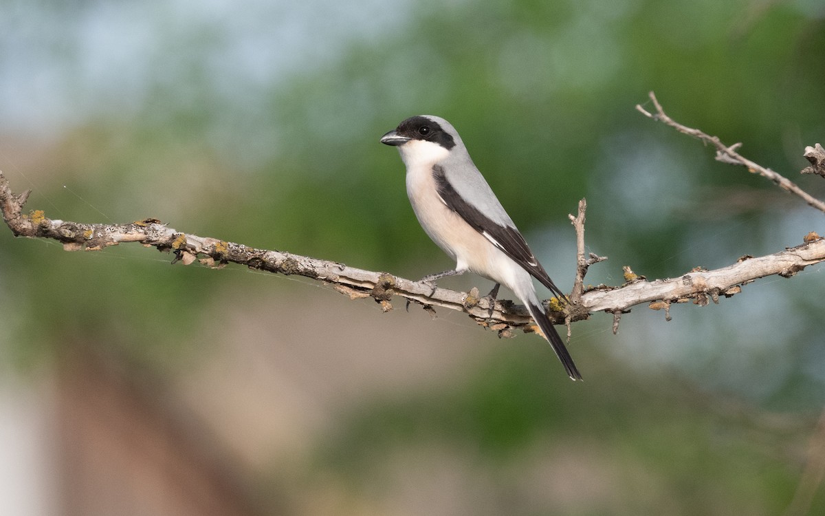 Lesser Gray Shrike - ML620105126