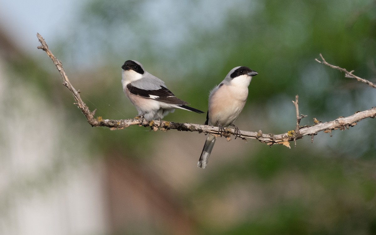 Lesser Gray Shrike - ML620105127