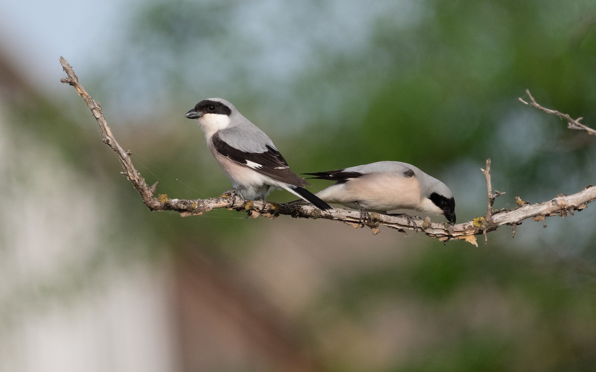 Lesser Gray Shrike - ML620105128
