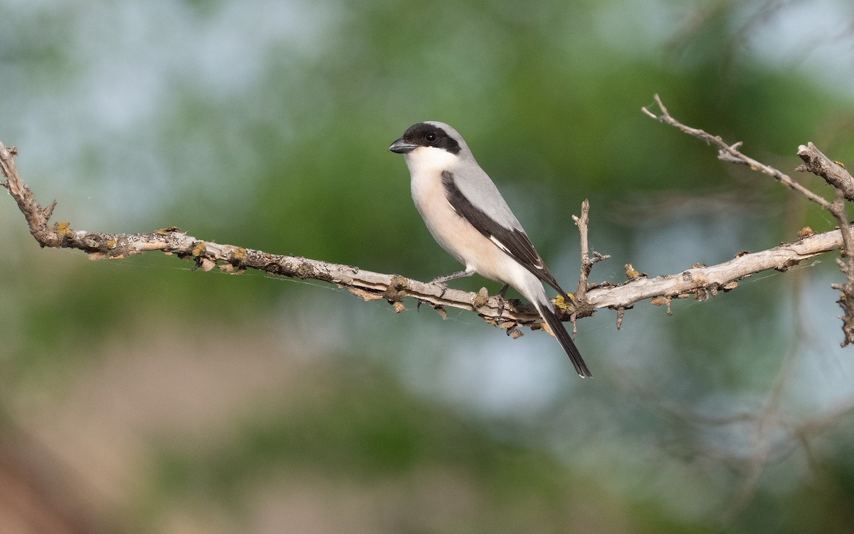 Lesser Gray Shrike - ML620105129