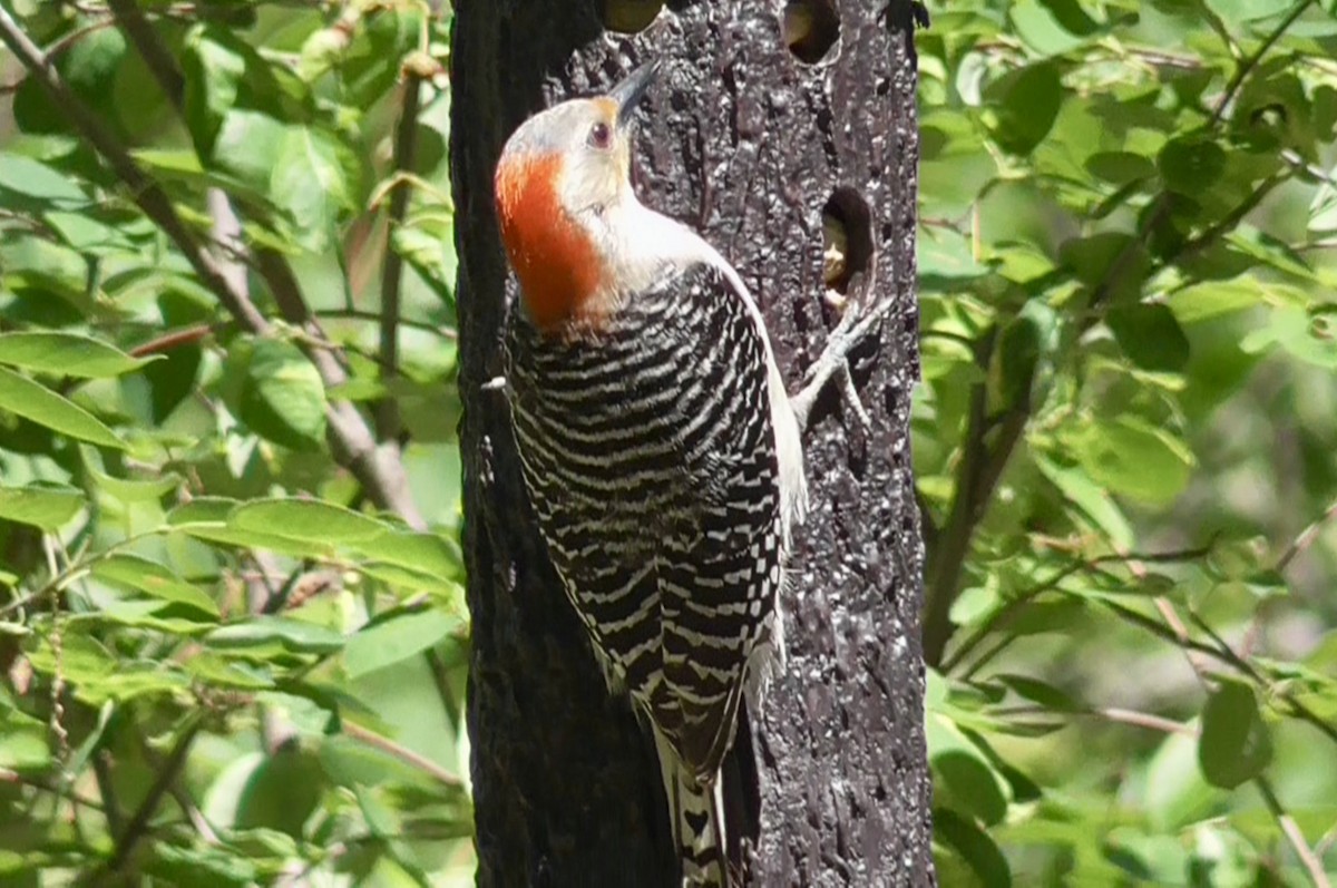 Red-bellied Woodpecker - ML620105134