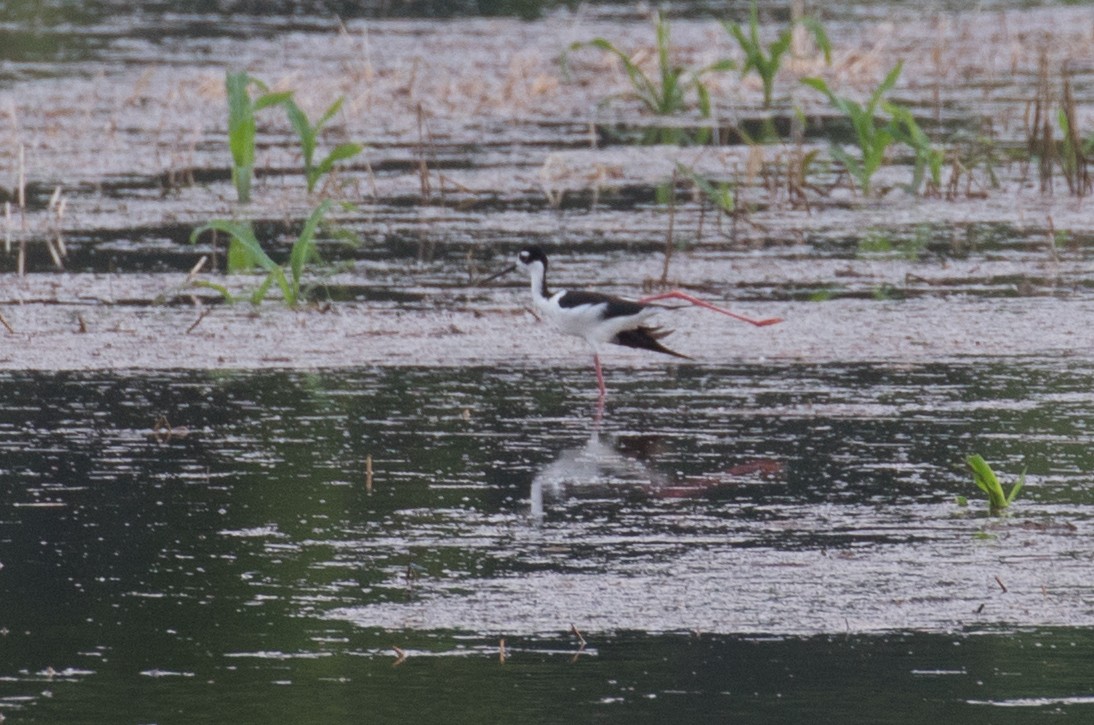 Black-necked Stilt - ML620105136