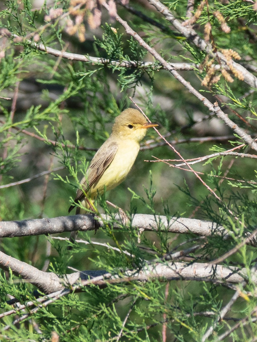 Melodious Warbler - ML620105137