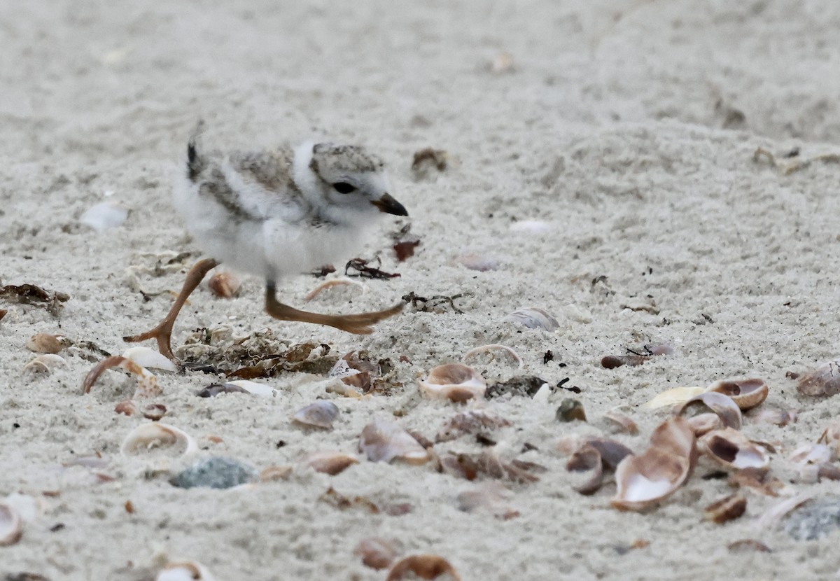 Piping Plover - ML620105143