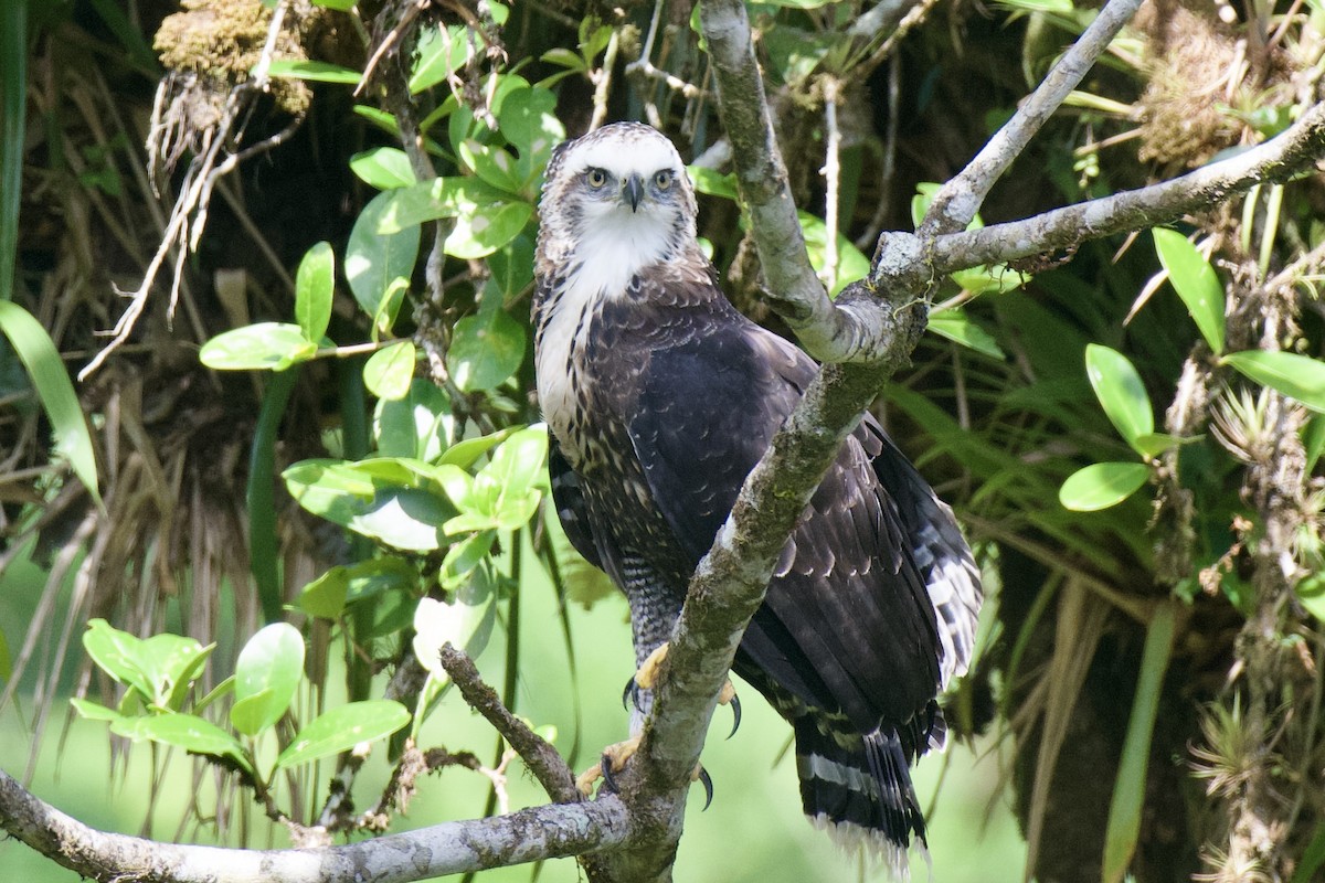 Águila Negra - ML620105175