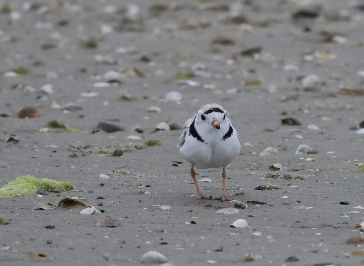 Piping Plover - ML620105201
