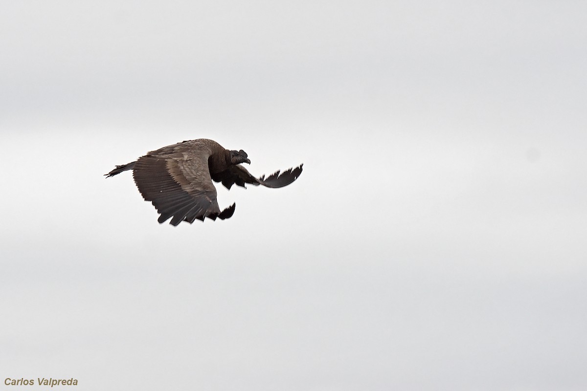 Condor des Andes - ML620105205