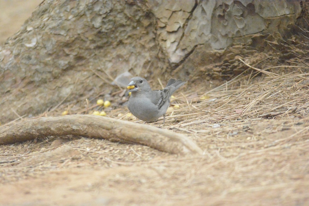 Tenerife Blue Chaffinch - ML620105210