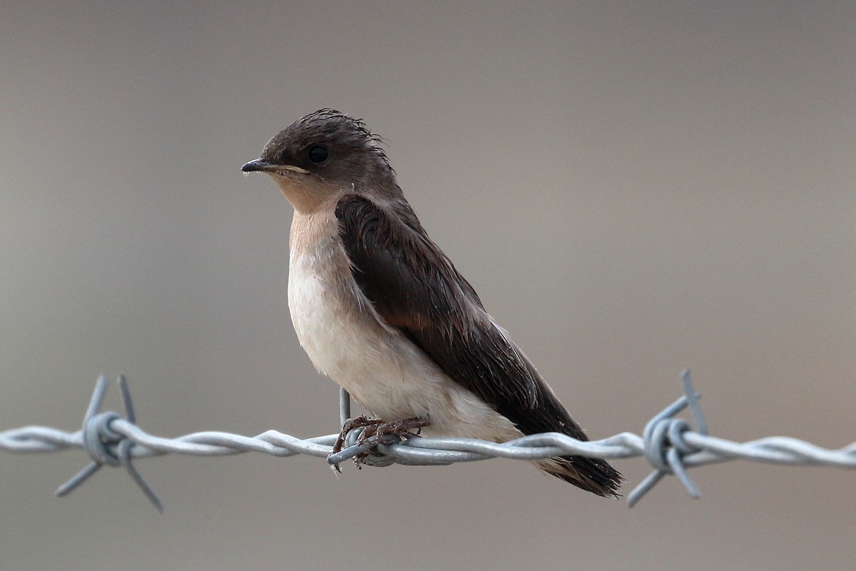 Northern Rough-winged Swallow - ML620105224