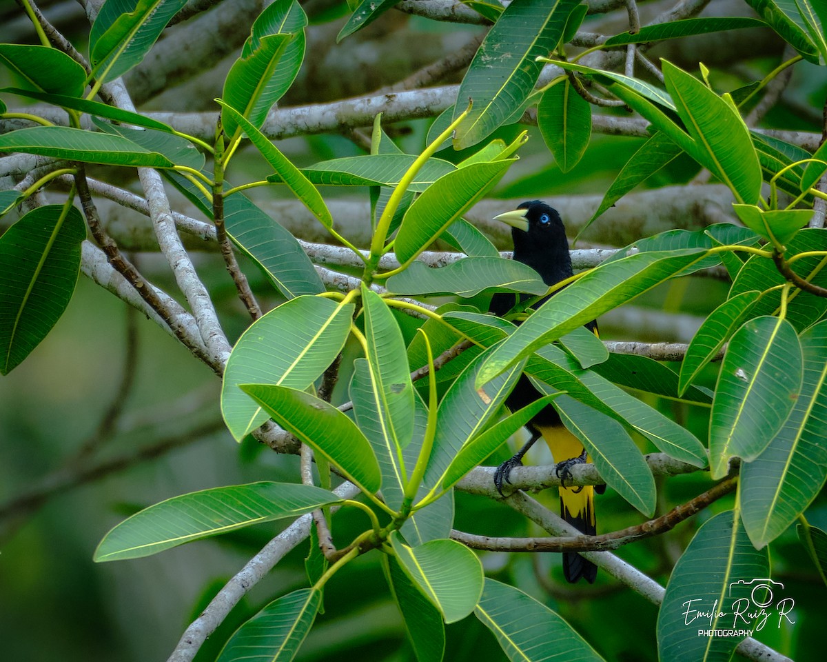 Yellow-rumped Cacique - ML620105240