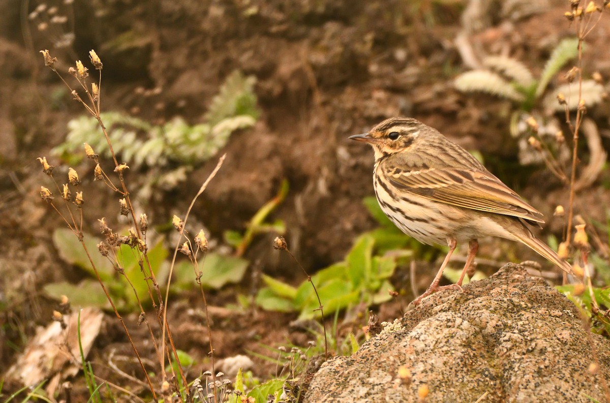 Rosy Pipit - ML620105242