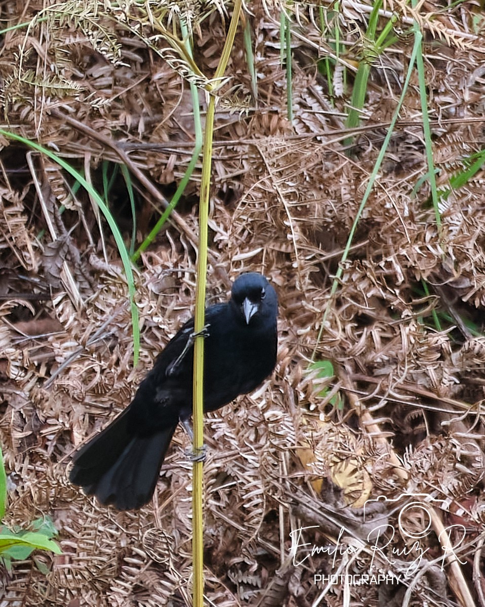 White-lined Tanager - ML620105246