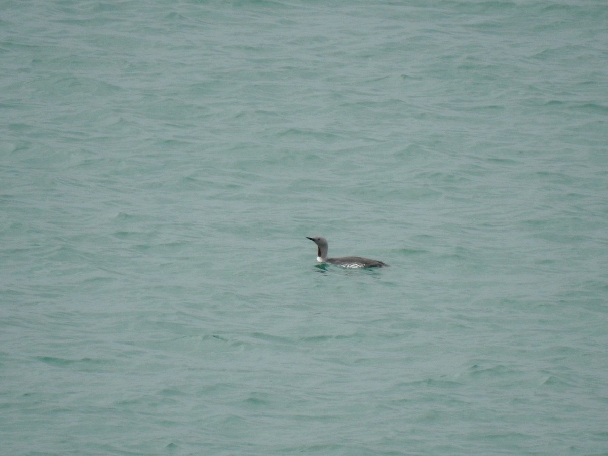 Red-throated Loon - ML620105257