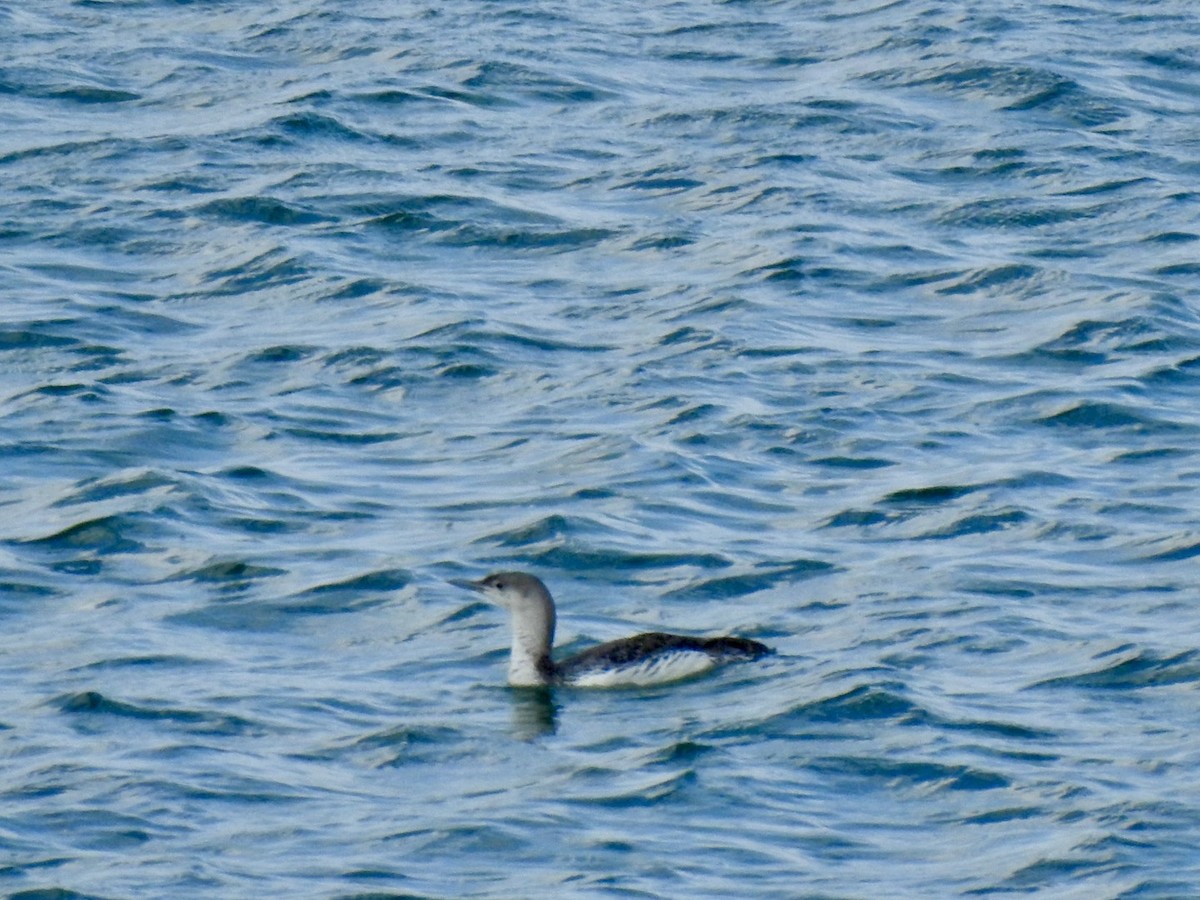 Red-throated Loon - ML620105259