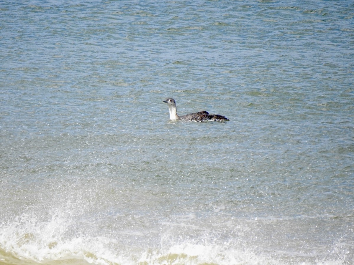 Red-throated Loon - ML620105264