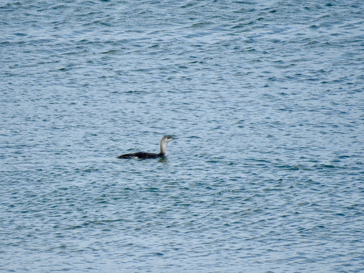 Red-throated Loon - ML620105265