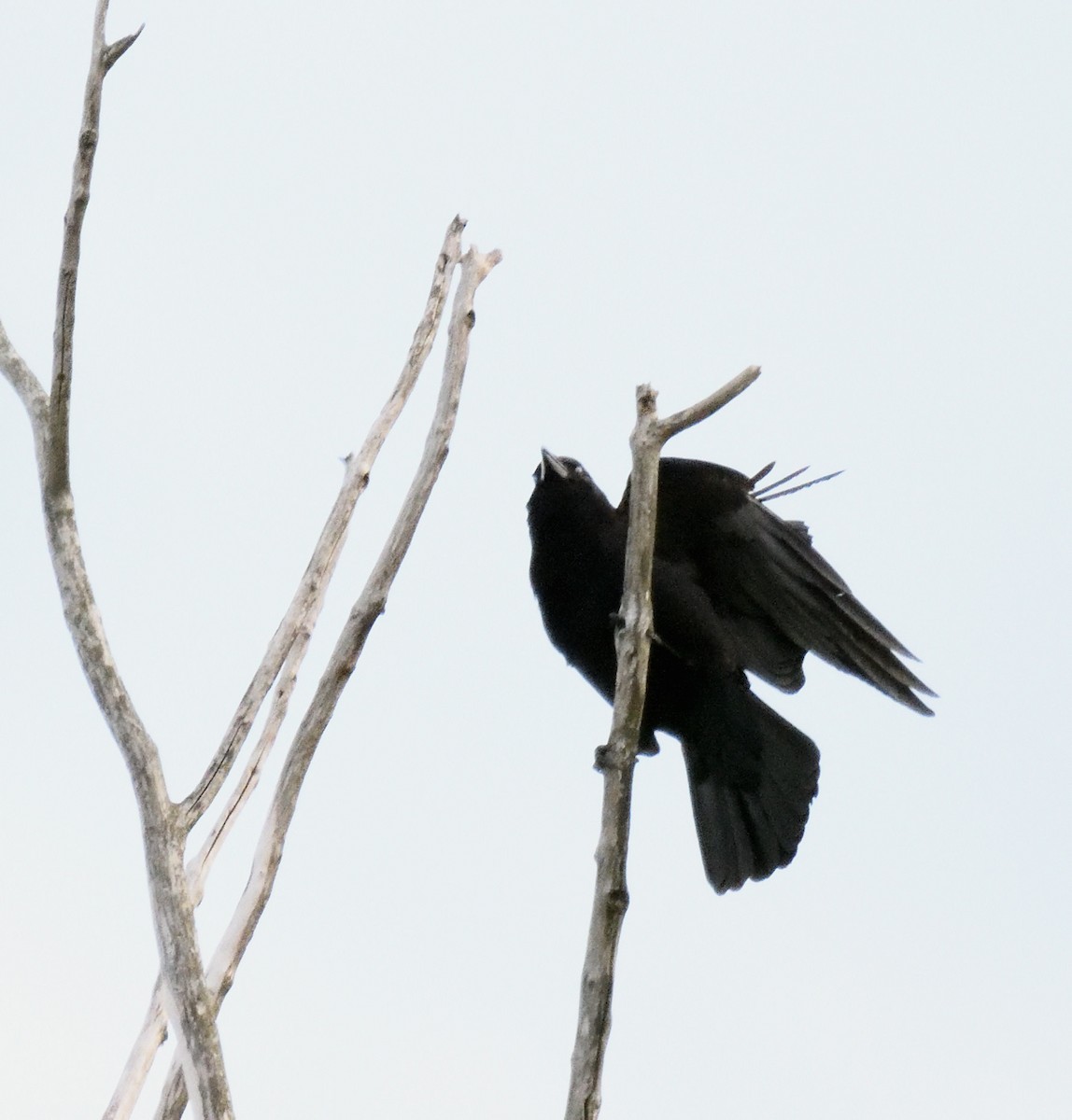 American Crow - ML620105278
