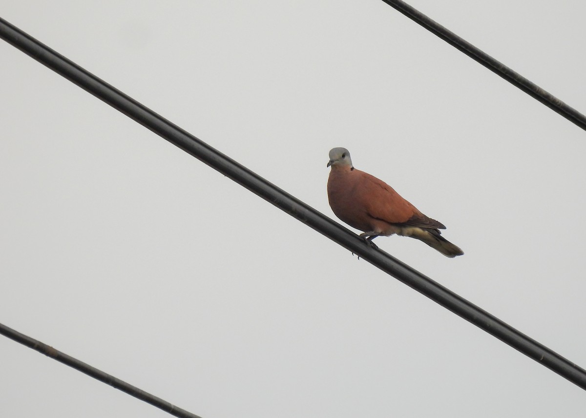 Red Collared-Dove - ML620105284