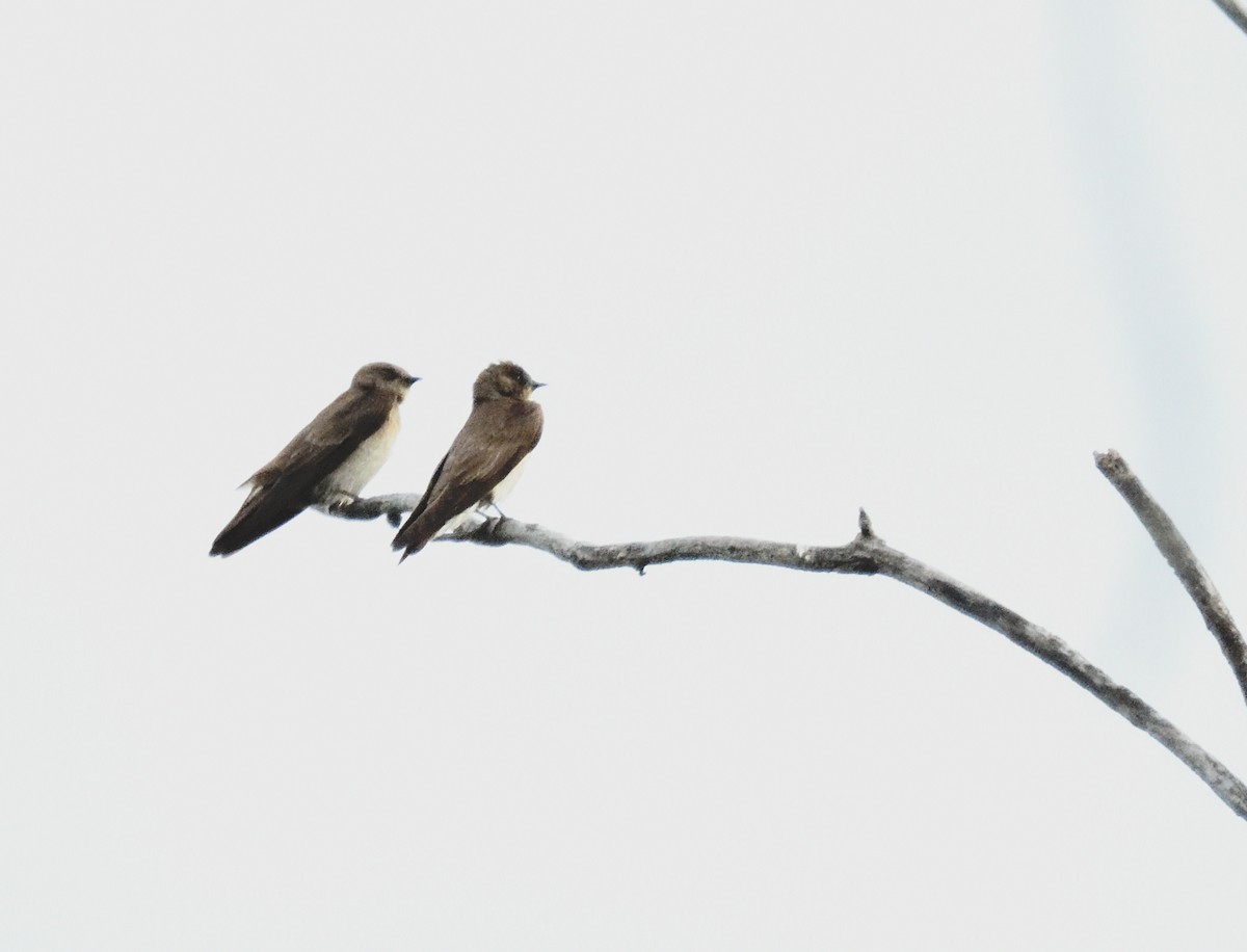 Northern Rough-winged Swallow - ML620105285