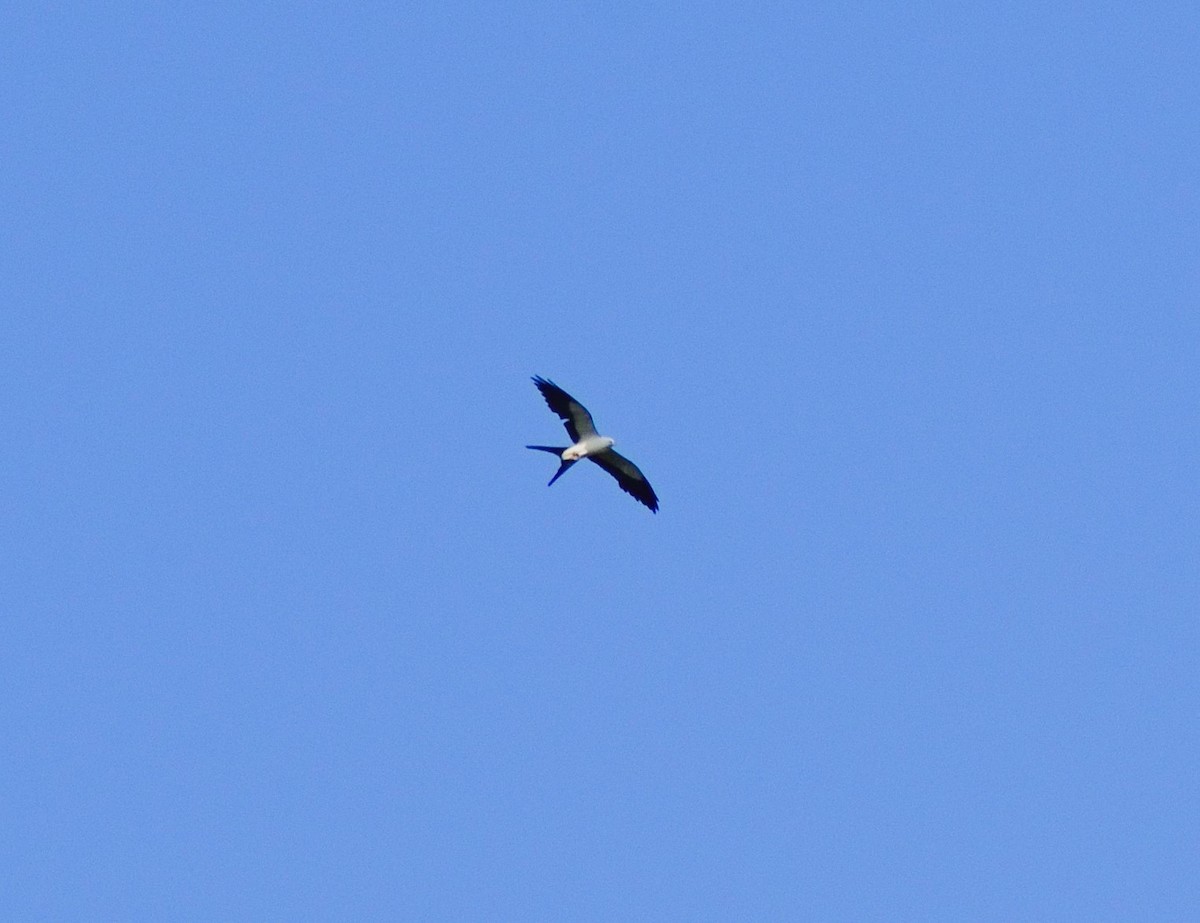 Swallow-tailed Kite - ML620105301