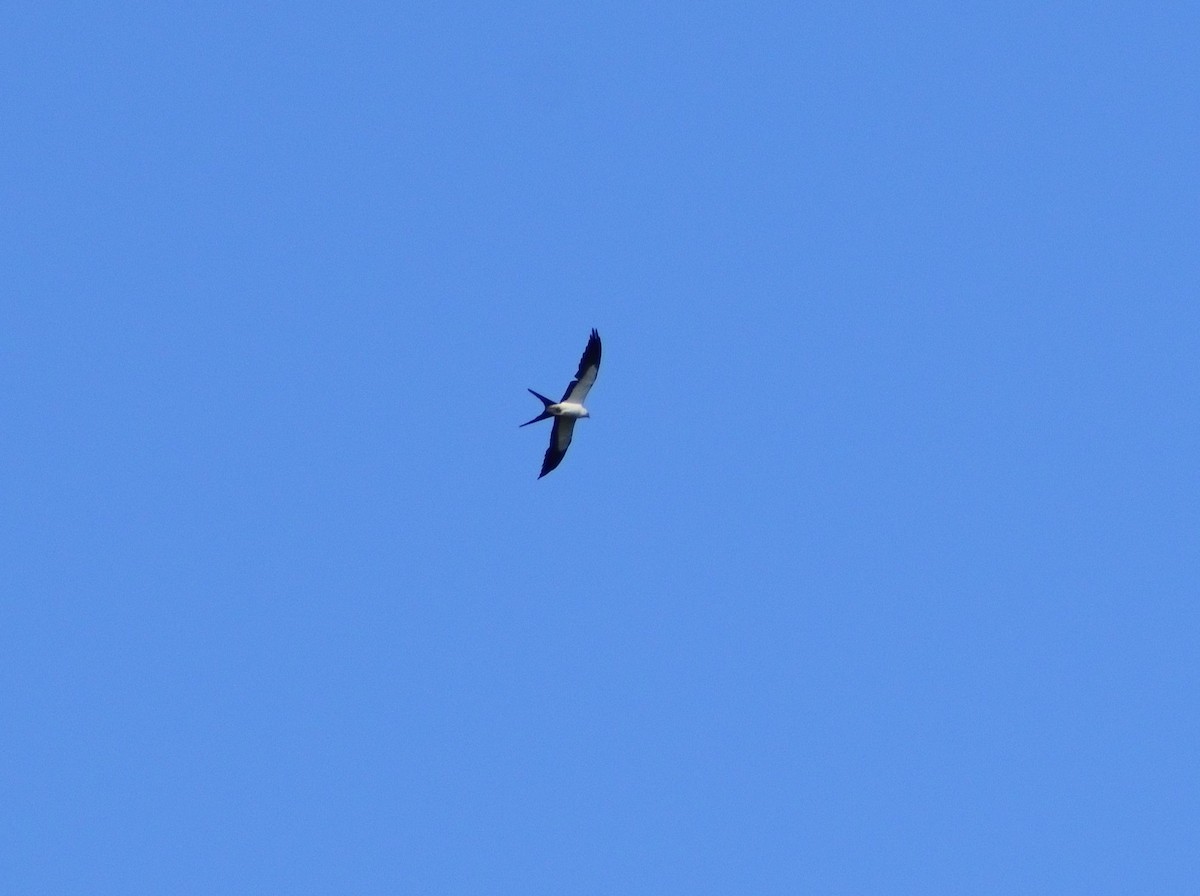 Swallow-tailed Kite - ML620105302