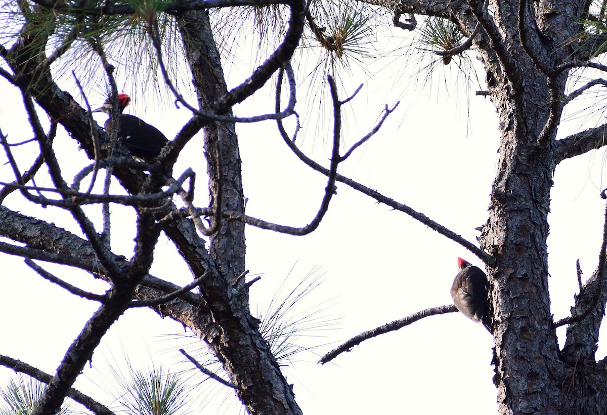 Pileated Woodpecker - ML620105309
