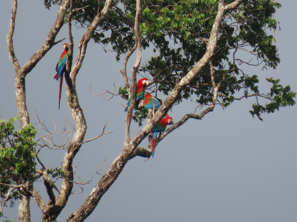 Red-and-green Macaw - ML620105337