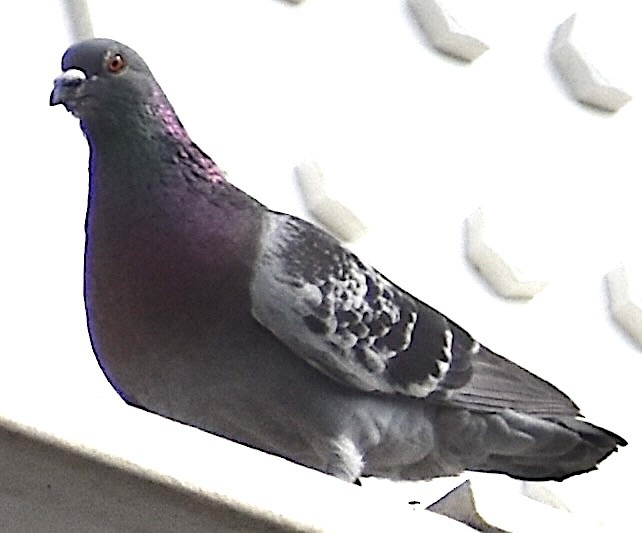 Rock Pigeon (Feral Pigeon) - ML620105354