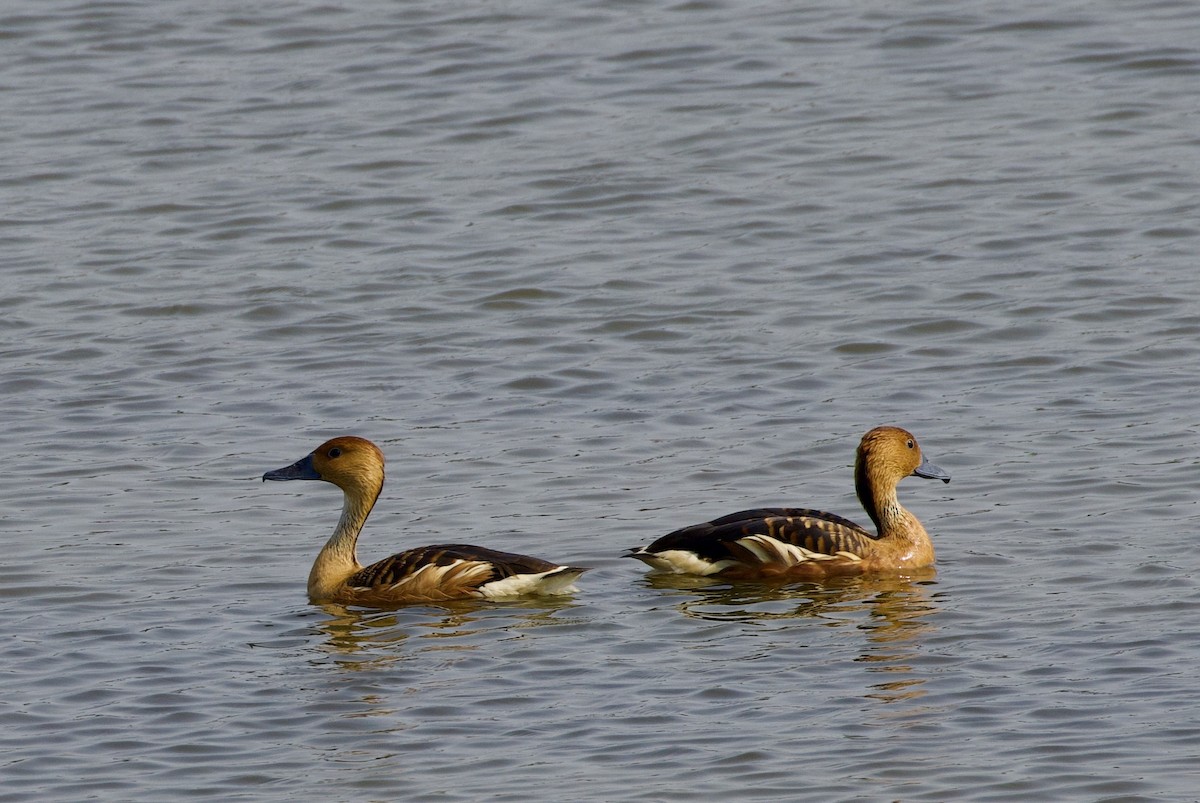 Fulvous Whistling-Duck - ML620105357
