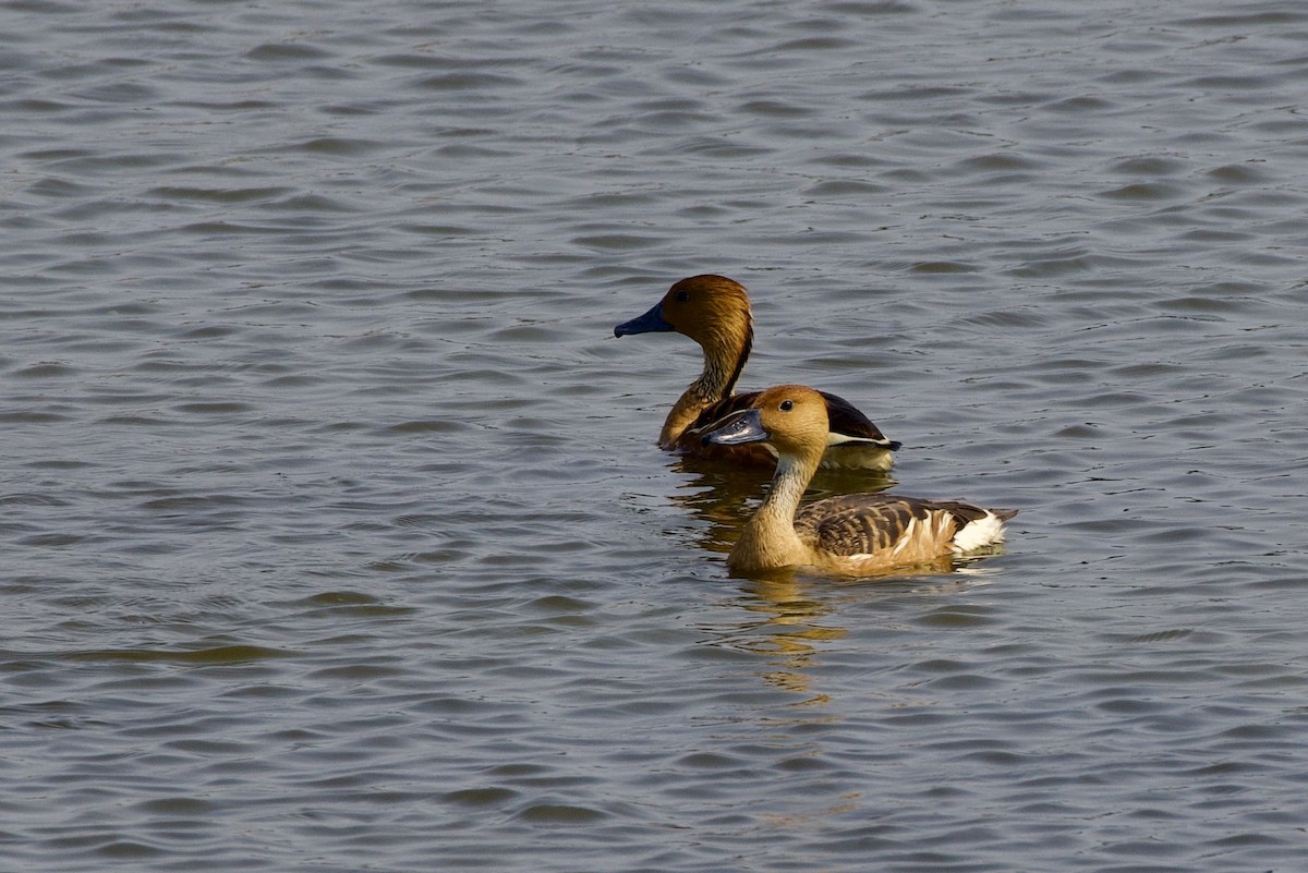 Fulvous Whistling-Duck - ML620105358