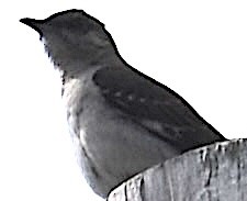 ムラサキツバメ - ML620105359