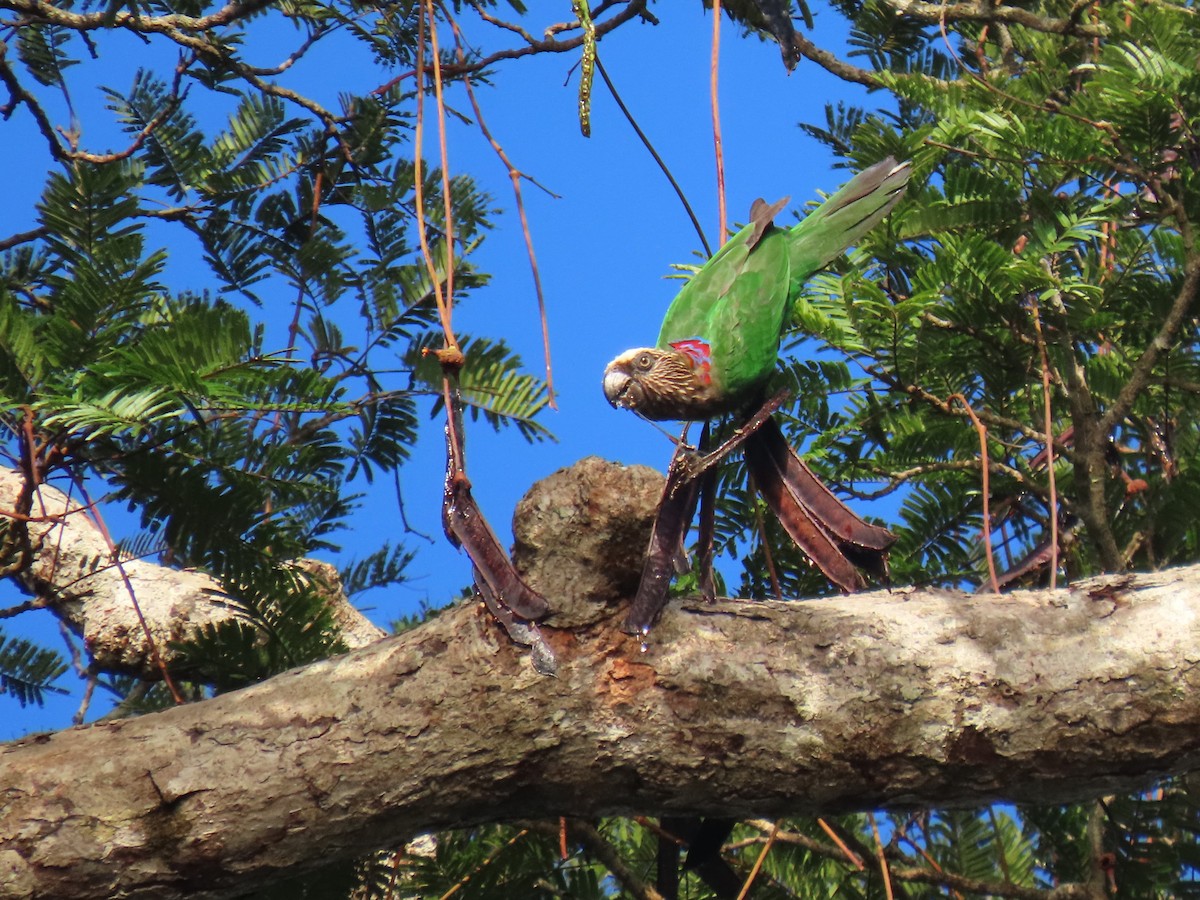 Red-fan Parrot - ML620105360